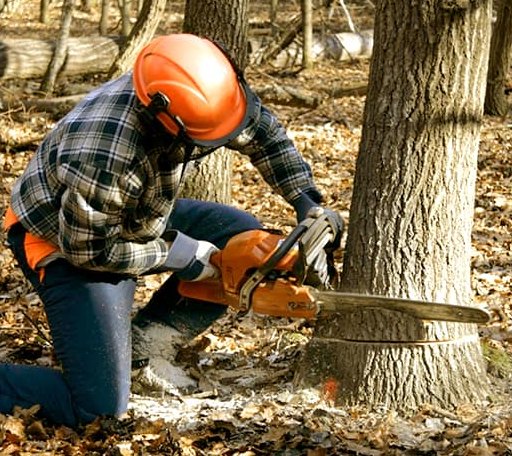 Tree Removal in Keokee, VA